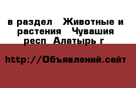  в раздел : Животные и растения . Чувашия респ.,Алатырь г.